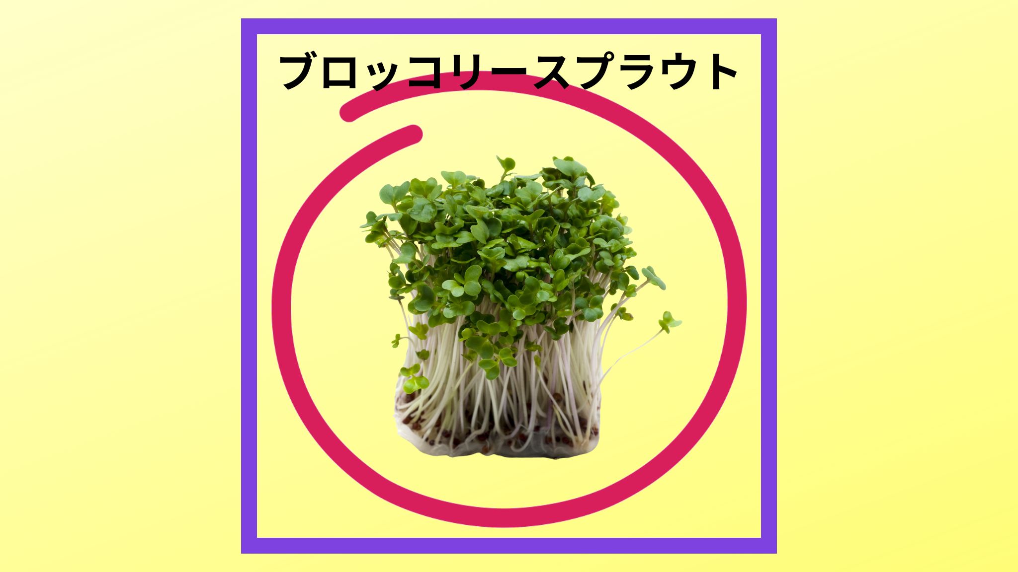 美味しい「ブロッコリースプラウト」の紹介写真です。